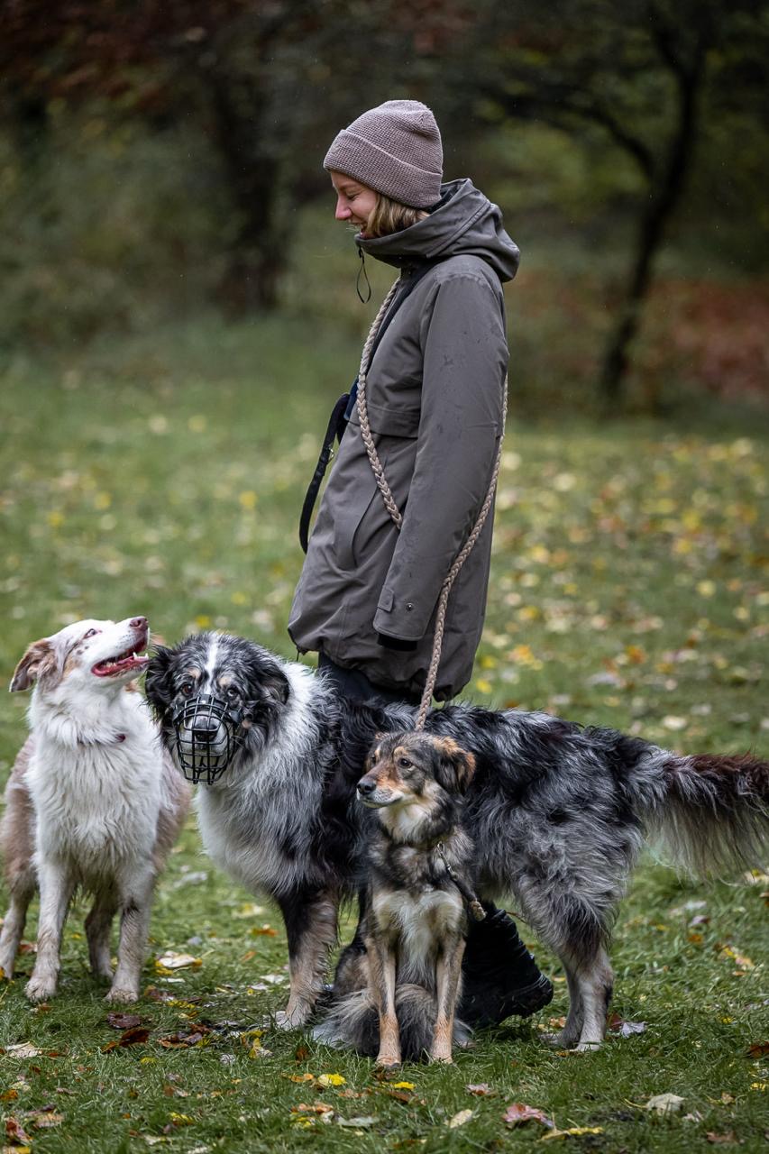 Eine Frau steht gemeinsam mit drei Hunden auf einer Wiese