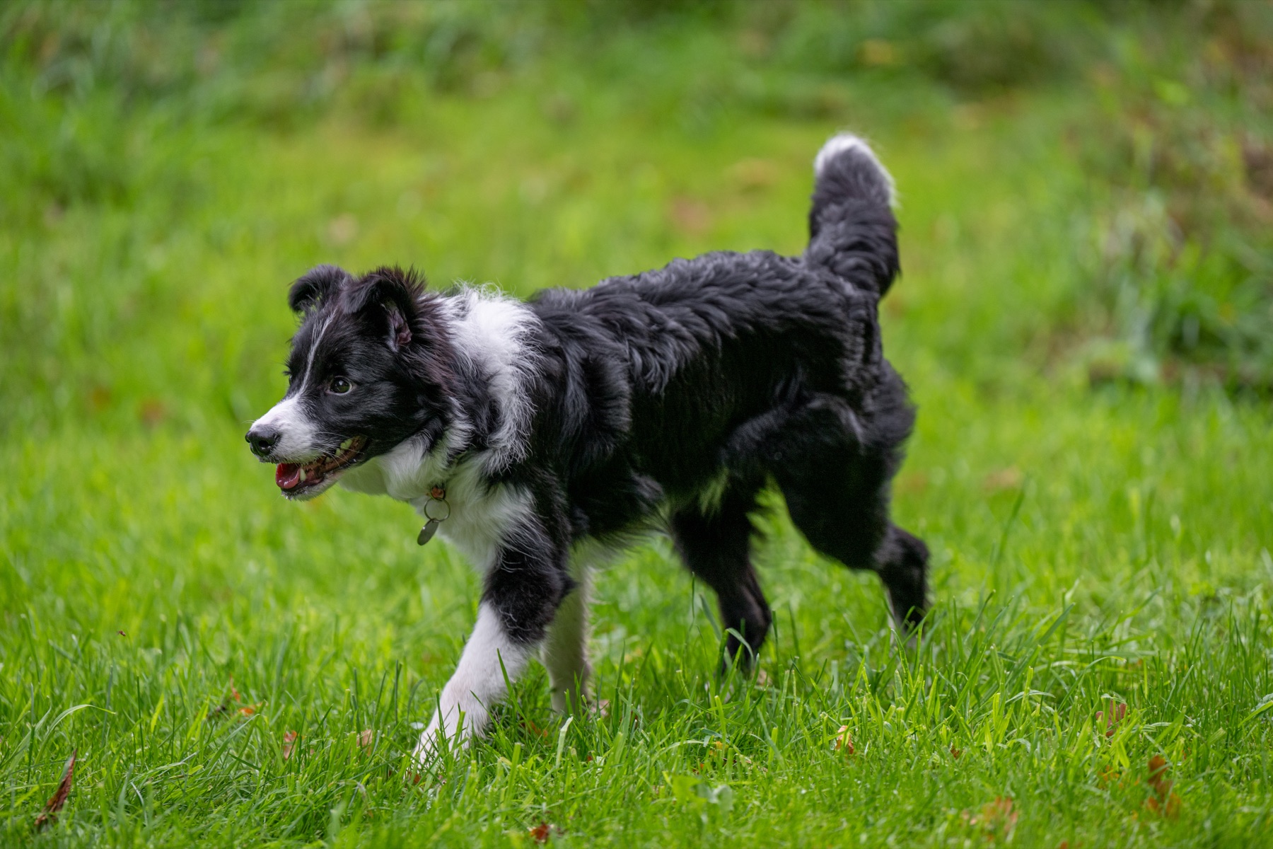 Ein junger Hund läuft aufmerksam über eine Wiese