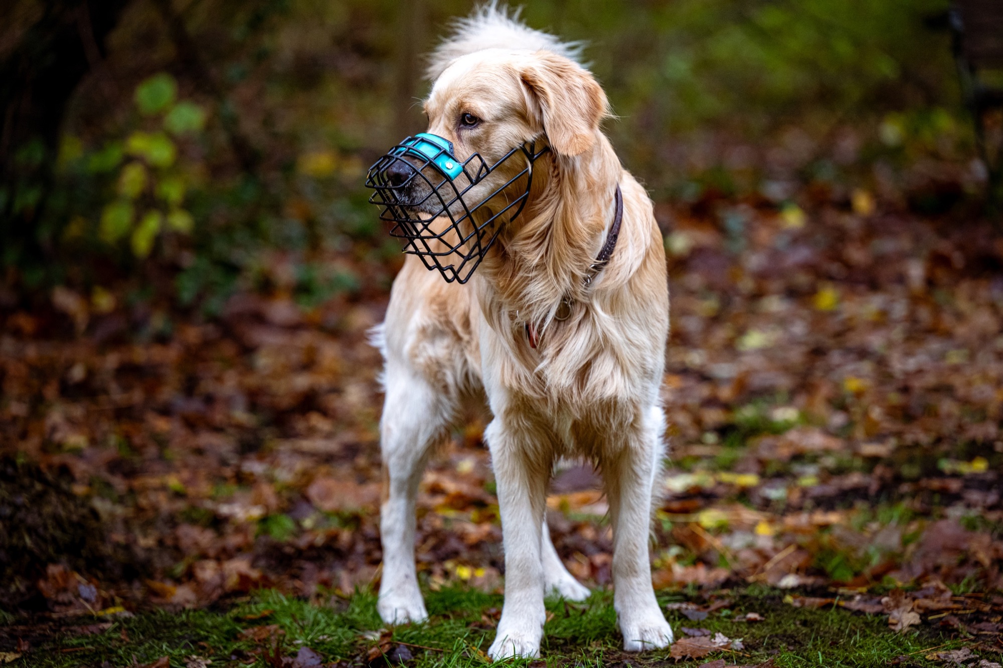 Golden Retriever mit sorgfältig angepasstem Maulkorb