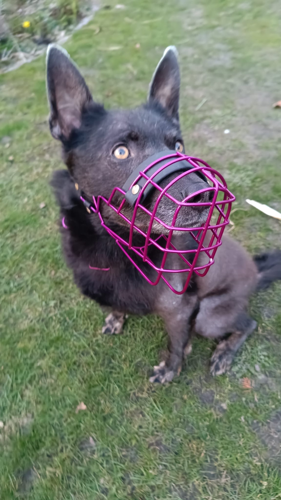 Junger Hund mit pink beschichtetem Maulkorb