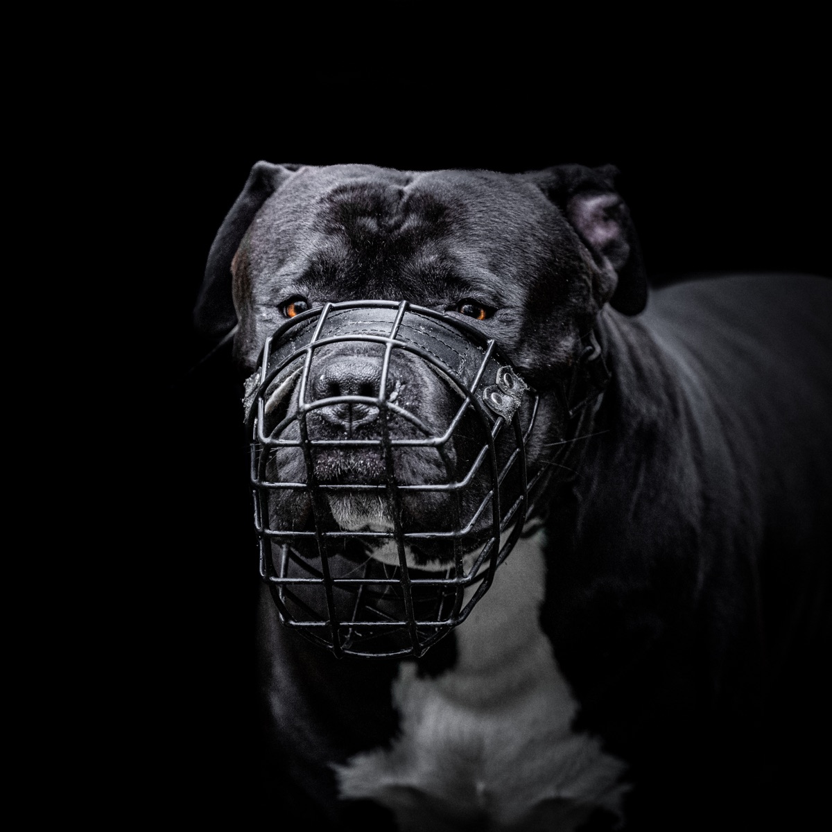 Porträt eines großen Hundes mit Maulkorb