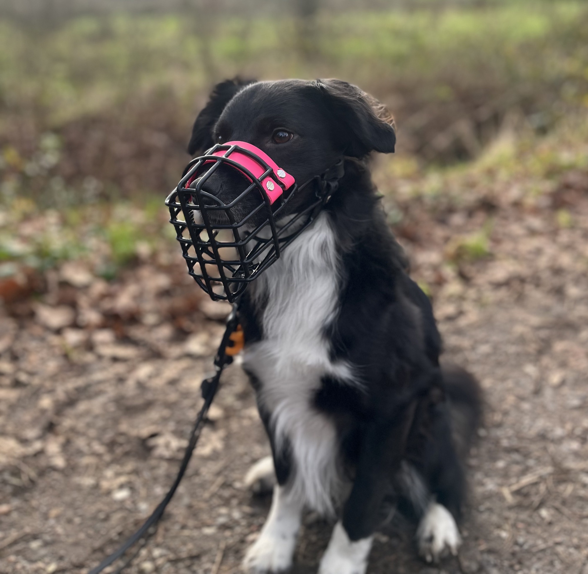 Schwarz-weißer Hund mit schwarzem Maulkorb und pinkem Nasenpolster
