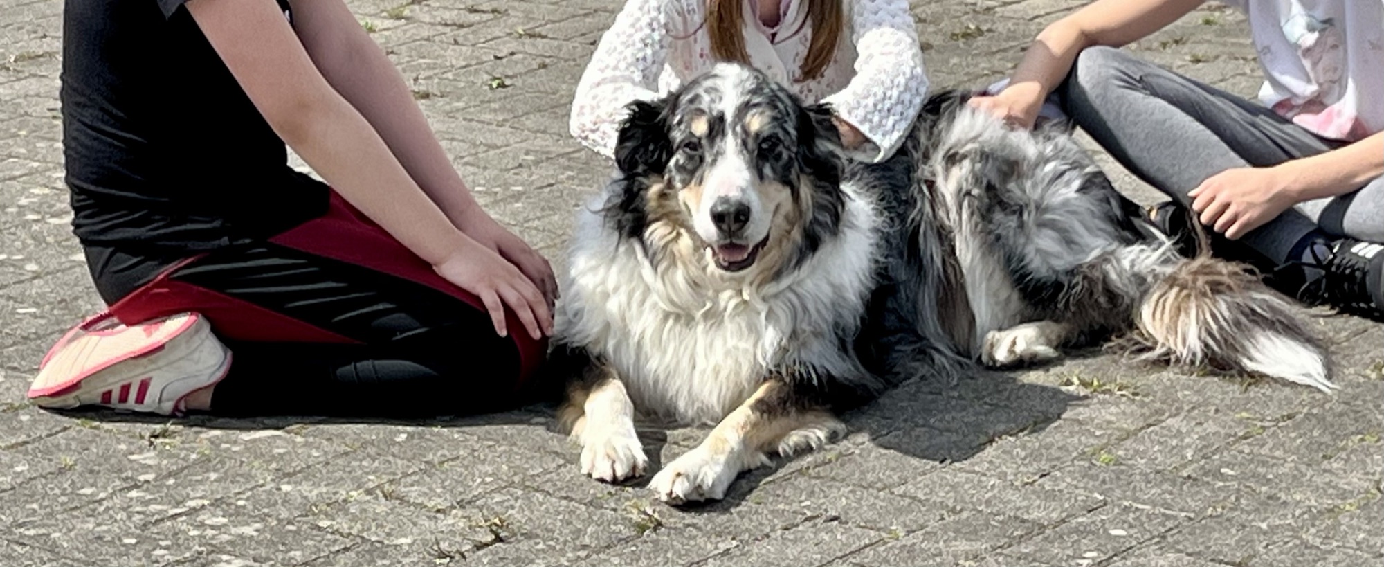 Zwei Schulhunde liegen entspannt zwischen Schülerinnen und Schülern