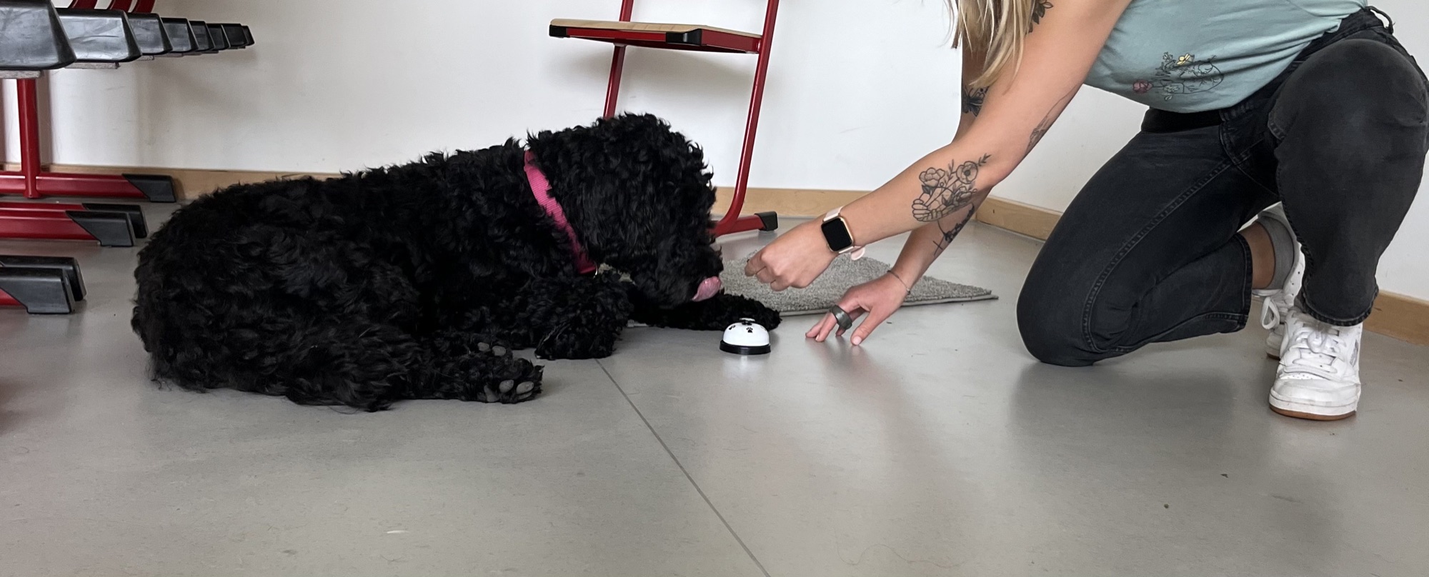 Ein Hund übt im Schulraum gemeinsam mit einer Teilnehmerin