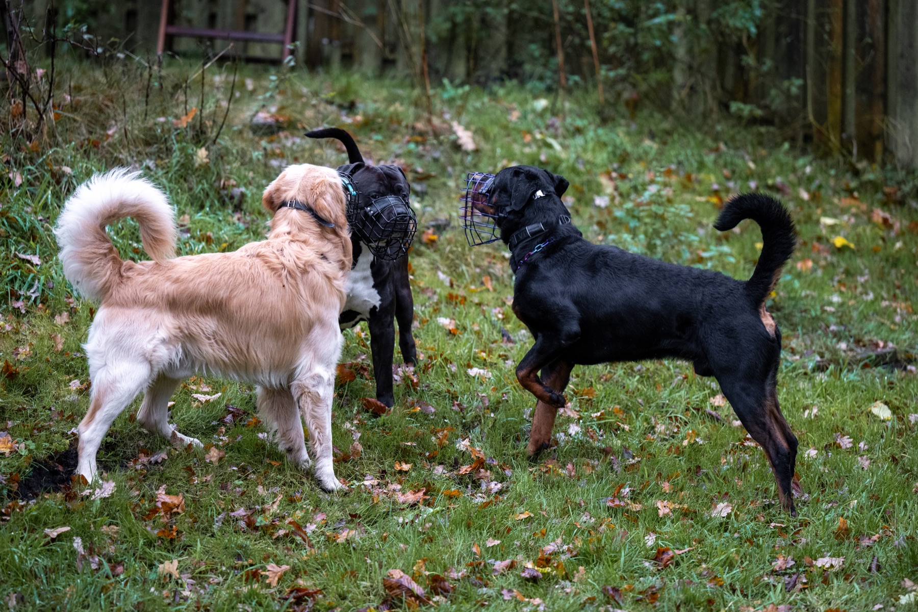 Drei Hunde begegnen sich kontrolliert und tragen dabei Maulkörbe