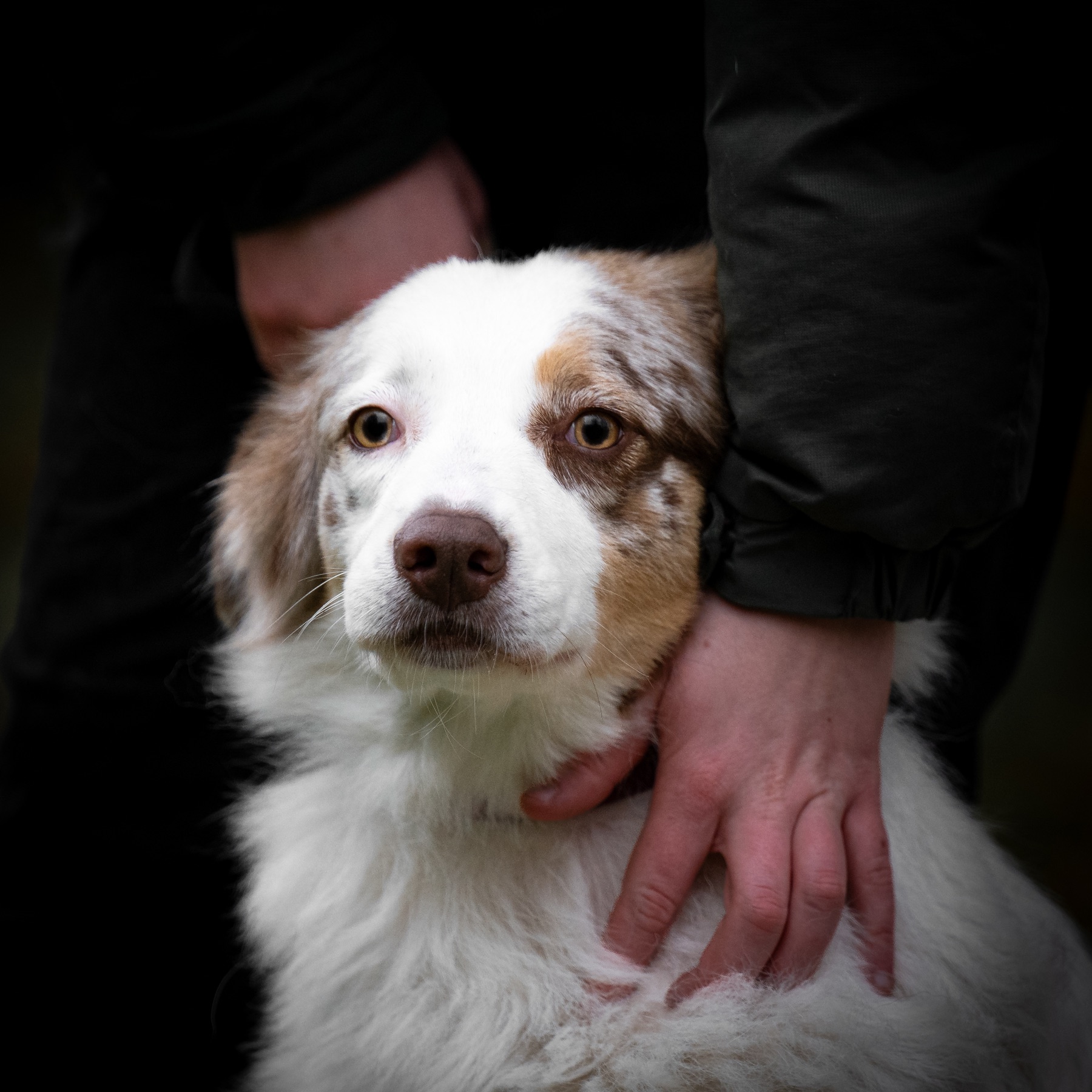 Ein Hund steht ruhig und vertrauensvoll bei seinem Menschen