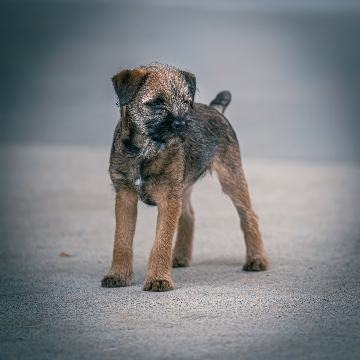 Porträt eines jungen Hundes